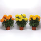 Marigold Marvel II Mixture F1 Seed