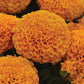 Marigold Marvel II Orange F1 Seed