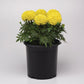 Marigold Marvel II Yellow F1 Seed