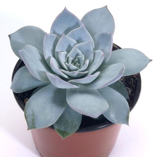 Echeveria Peacockii Urban Orange Seed