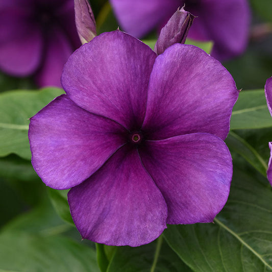 Vinca Tattoo™ Blueberry Seed