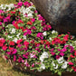 Impatiens Imara XDR Rosy Mix F1 Seed