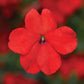 Impatiens Imara XDR Tango Mix F1 Seed