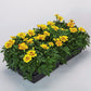 Marigold Alumia Crème Brulee Seed