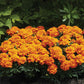 Marigold Happy Mix Seed
