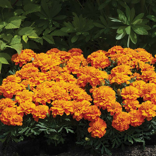 Marigold Happy Mix Seed