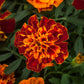 Marigold Happy Mix Seed