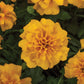 Marigold Happy Mix Seed