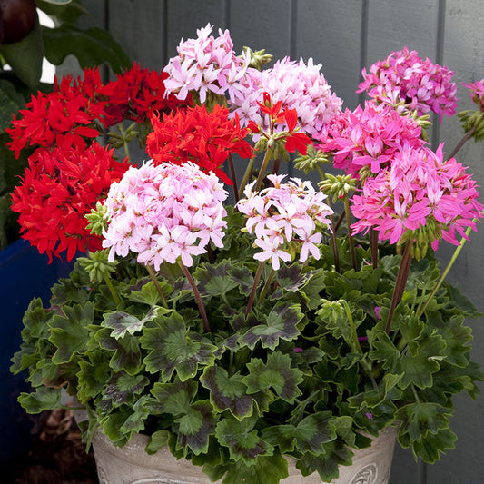 Geranium Quantum Mix F1 Seed