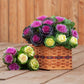 Ornamental Kale Cut Flower Collection Seed