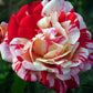 Rainbow Rose Seedlings Flower Seeds Perennial Growing Bonsai Corms Tubers Potted Planting Reblooming Fragrant Garden Roots Rhizomes Species Blooms Plant Bulbs Gardening Tree