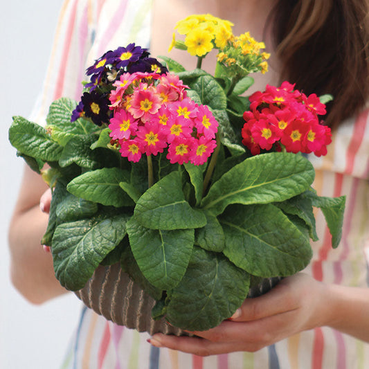 Primula Light House Mix F1 Seed