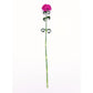 Dianthus Sweet Neon Purple F1 Seed