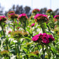 Dianthus Sweet Neon Purple F1 Seed