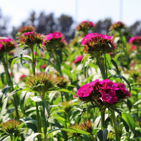 Dianthus Sweet Neon Purple F1 Seed