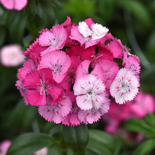 Dianthus Sweet Rose Magic F1 Seed