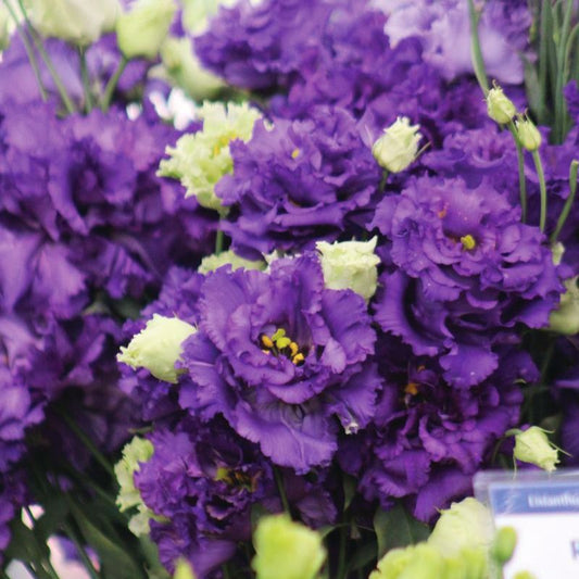 Lisianthus Voyage 2 Blue F1 Seed