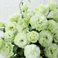 Lisianthus Voyage 2 Green F1 Seed