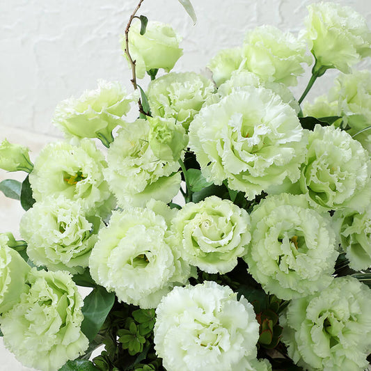 Lisianthus Voyage 2 Green F1 Seed