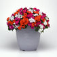 Impatiens Beacon Mix Lindau F1 Seed