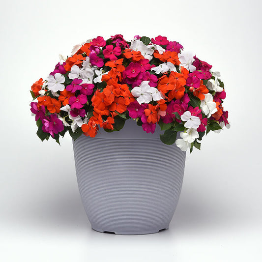 Impatiens Beacon Mix Lindau F1 Seed