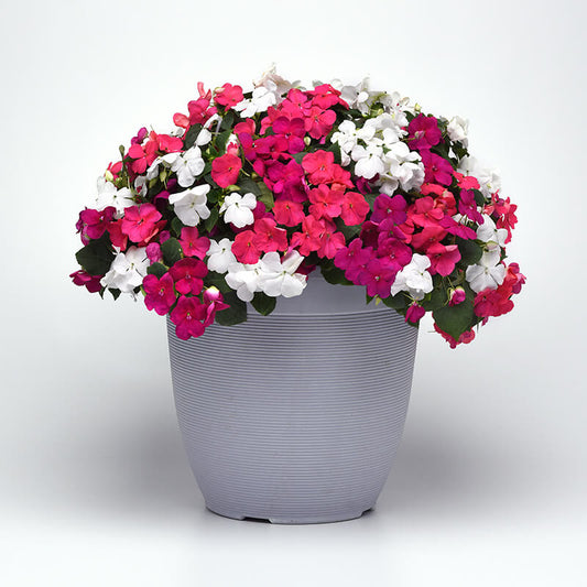 Impatiens Beacon Mix Portland F1 Seed