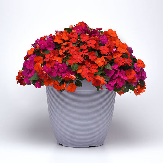 Impatiens Beacon Mix Sanibel F1 Seed