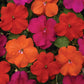Impatiens Beacon Mix Sanibel F1 Seed