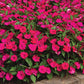 Impatiens Solarscape Magenta Bliss F1 Seed