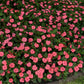 Impatiens Solarscape Xl Salmon Glow F1 Seed