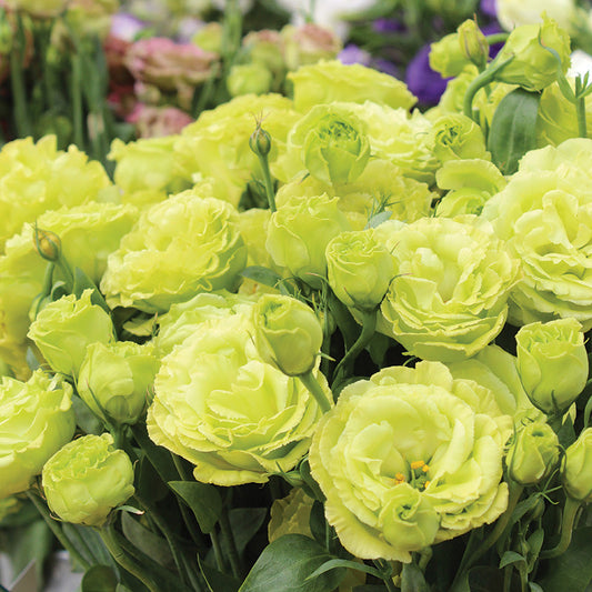 Lisianthus Rosanne 2 Clear Green F1 Seed