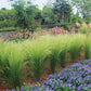 Stipa Pony Tails Seed