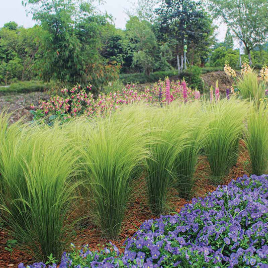 Stipa Pony Tails Seed