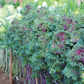 Ornamental Kale Crane Ruffle Red F1 Seed