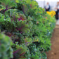 Ornamental Kale Crane Ruffle Red F1 Seed