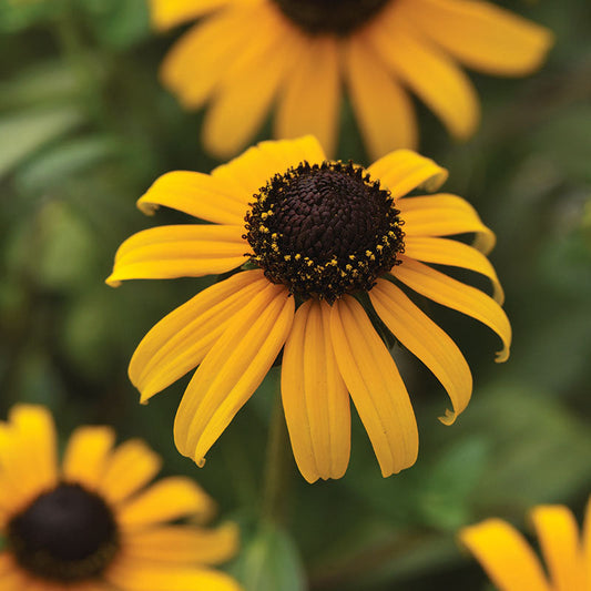 Rudbeckia Goldblitz Seed