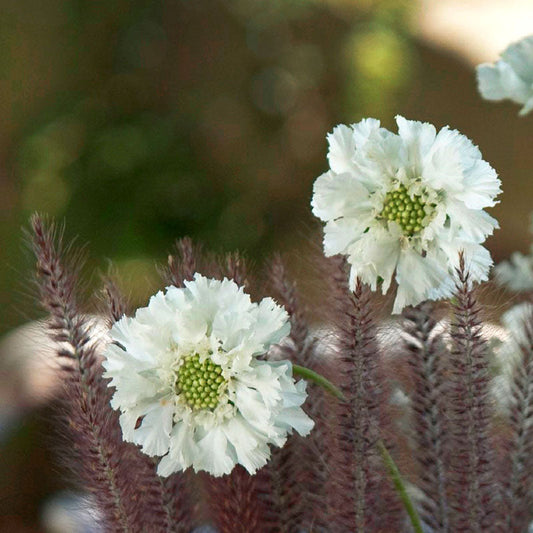Scabiosa Fama White Seed