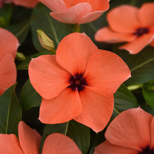 Vinca Tattoo Orange  Seed