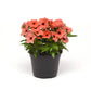 Vinca Tattoo Orange  Seed