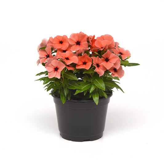 Vinca Tattoo Orange Seed