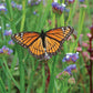 Wildflowers Native Monarch Mix Seed