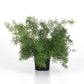 Asparagus Fern Fuzzyfern Frizz Seed