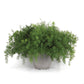 Asparagus Fern Fuzzyfern Frizz Seed
