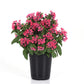 Cuphea Sweet Talk™ Deep Pink F1