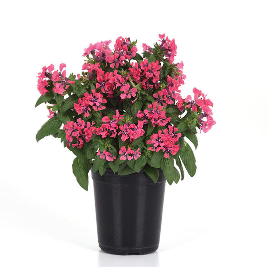 Cuphea Sweet Talk™ Deep Pink F1