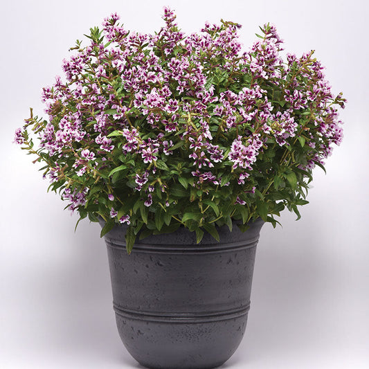 Cuphea Sweet Talk™ Lavender Splash F1 Seed
