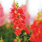Snapdragon Doubleshot Mix F1 Seed