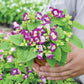 Torenia Vertigo Magenta F1 Seed