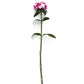 Dianthus Amazon Lavender Magic Seed