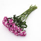 Dianthus Amazon Lavender Magic Seed